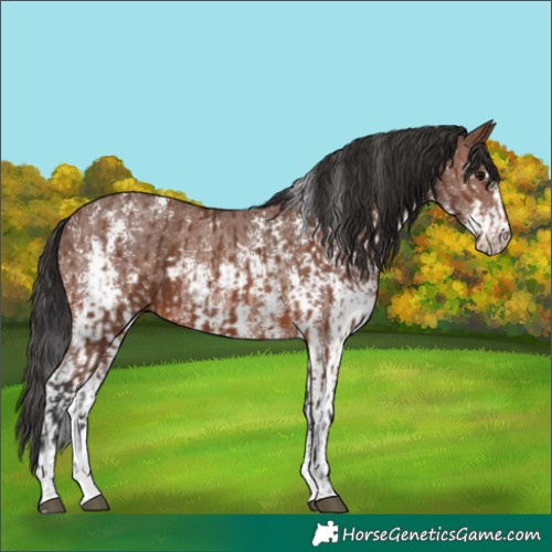Horse Color:Brown Sabino Rabicano  and Brown Sabino Rabicano 