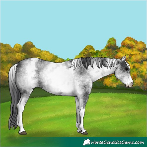 Horse Color:White Spotted Black 