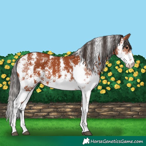Horse Color:Bay Sabino Rabicano and Bay Sabino Rabicano