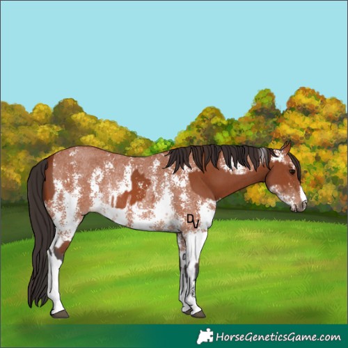 Horse Color:Bay Sabino Rabicano and Bay Sabino Rabicano