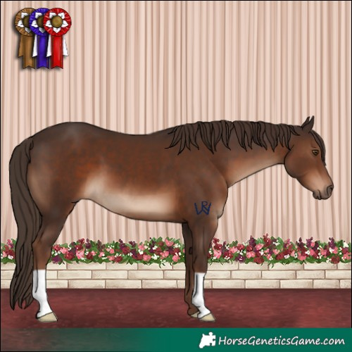 Horse Color:Liver Chestnut 