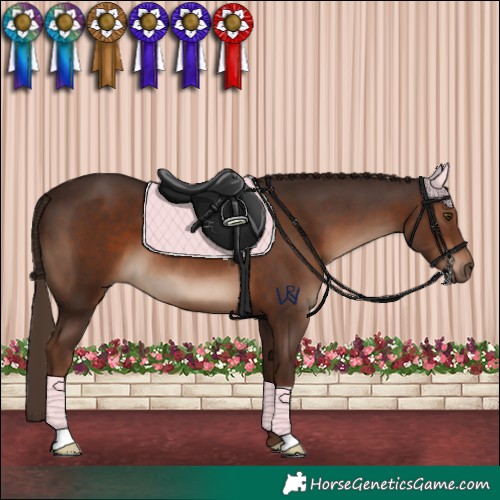 Horse Color:Liver Chestnut 