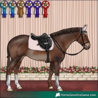 Horse Color:Liver Chestnut