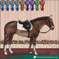 Horse Color:Liver Chestnut 