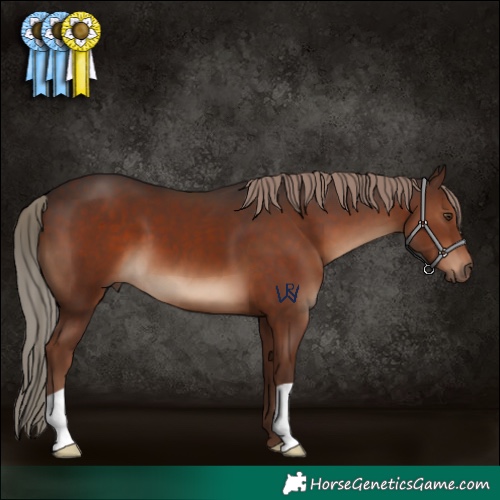 Horse Color:Liver Chestnut 