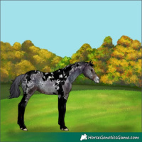 Horse Color:Brown Ice Onyx Tobiano 