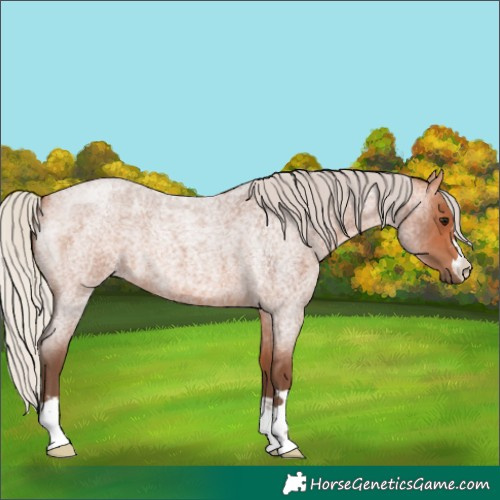 Horse Color:Silver Bay Roan 