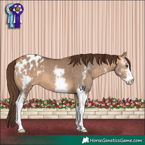 Horse Color:Bay Dun Sabino Appaloosa 