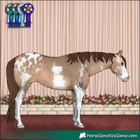 Horse Color:Bay Dun Sabino Appaloosa