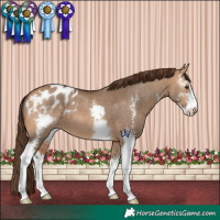 Horse Color:Bay Dun Sabino Appaloosa 