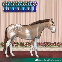 Horse Color:Bay Dun Sabino Blanket 