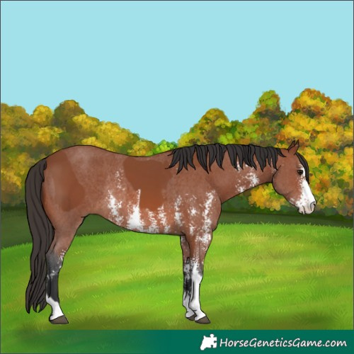 Horse Color:Bay Sabino Rabicano  and Bay Sabino Rabicano 