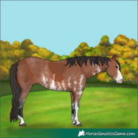 Horse Color:Bay Sabino Rabicano and Bay Sabino Rabicano