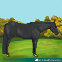 Horse Color:Black 