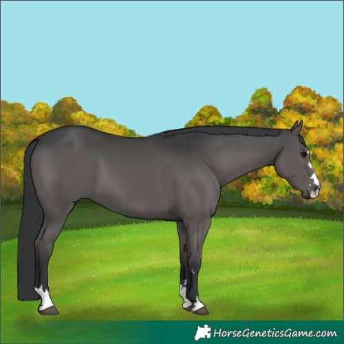 Horse Color:Black 