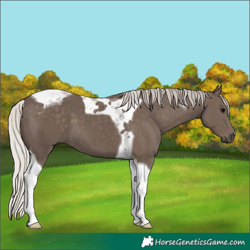 Horse Color:Silver Black Tobiano 