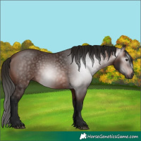 Horse Color:Gray Bay