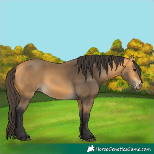 Horse Color:Buckskin 