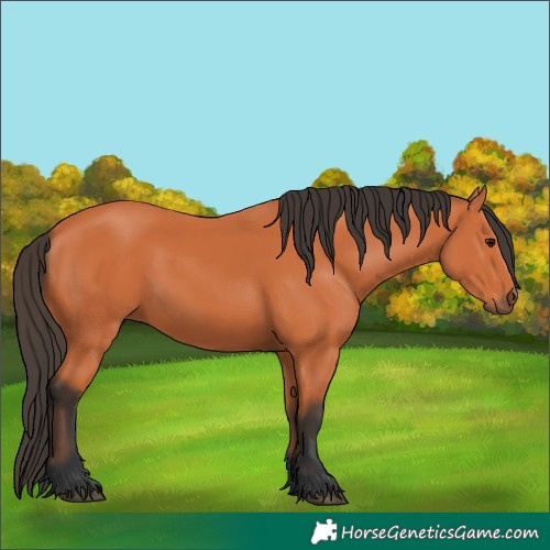 Horse Color:Bay 