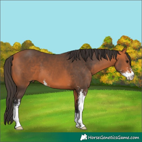 Horse Color:Bay Sabino 