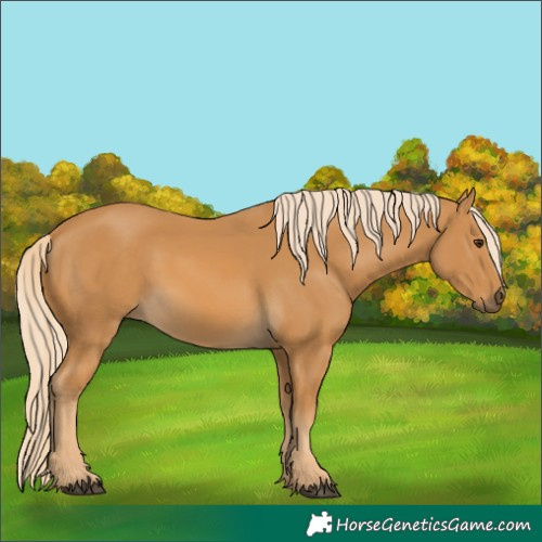 Horse Color:Palomino
