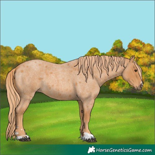 Horse Color:Red Roan
