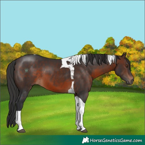 Horse Color:Brown Tobiano 
