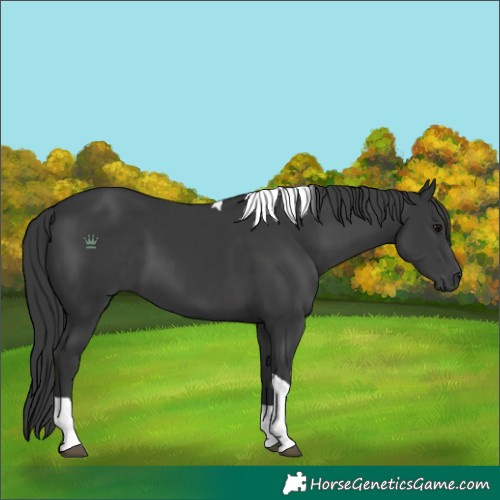 Horse Color:Black Tobiano 