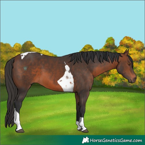 Horse Color:Brown Tobiano 