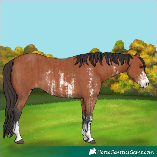 Horse Color:Bay Sabino Rabicano and Bay Sabino Rabicano