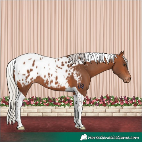 Horse Color:Silver Brown Tobiano Appaloosa 