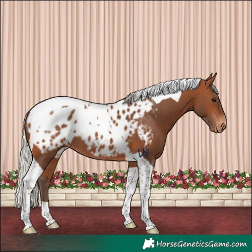 Horse Color:Silver Brown Tobiano Appaloosa