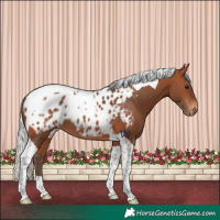 Horse Color:Silver Brown Tobiano Appaloosa 