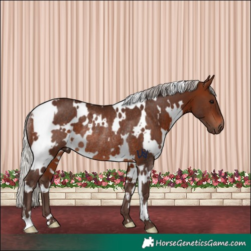 Horse Color:White Spotted Silver Brown Rabicano 