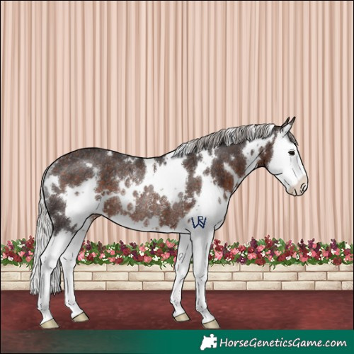Horse Color:White Spotted Silver Brown Splash Rabicano