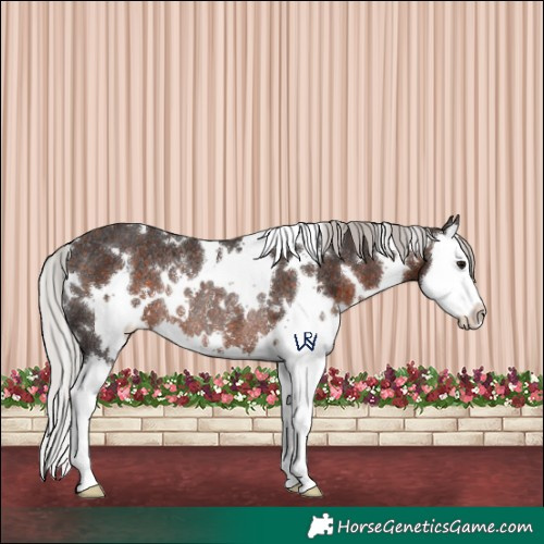 Horse Color:White Spotted Silver Brown Splash Rabicano 