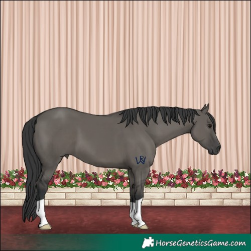 Horse Color:Grullo 
