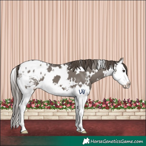 Horse Color:White Spotted Smoky Grullo Sabino Splash Appaloosa 