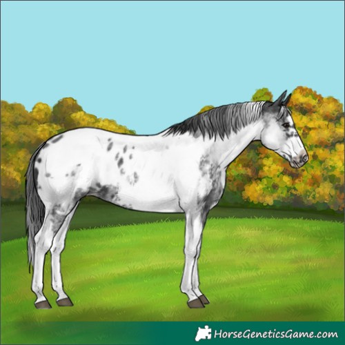 Horse Color:White Spotted Black Splash Tobiano Frame Appaloosa 