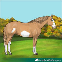Horse Color:Chestnut Splash Frame