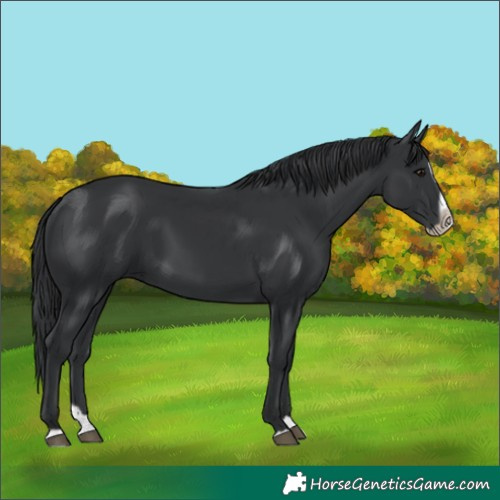 Horse Color:Black Splash Frame 
