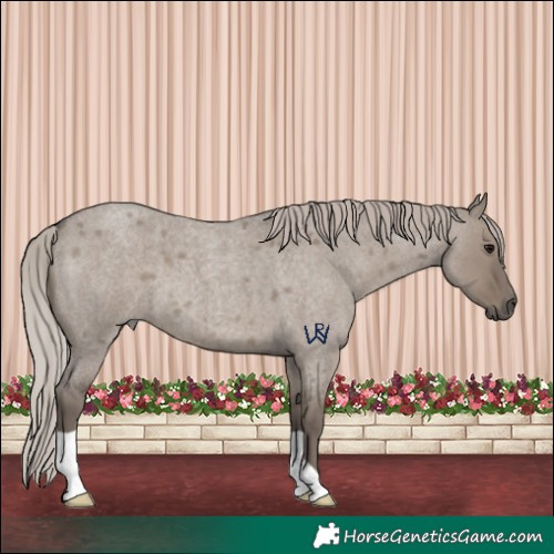 Horse Color:Silver Grullo Roan 