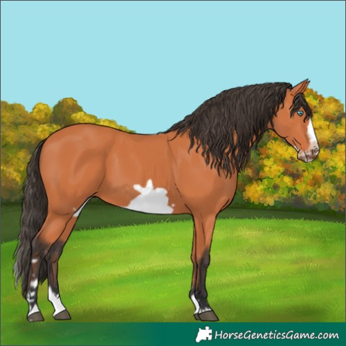 Horse Color:Bay Splash Frame