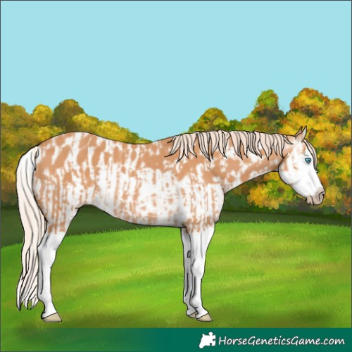 Horse Color:Gray Cremello Splash and Gray Cremello Splash Appaloosa