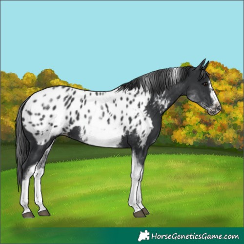 Horse Color:White Spotted Black Splash Tobiano Frame Appaloosa 