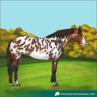 Horse Color:Bay Splash Frame Near Leopard 