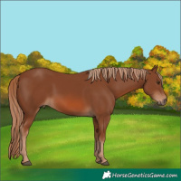 Horse Color:Chestnut 