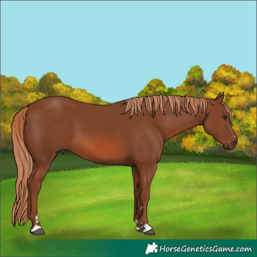 Horse Color:Chestnut 
