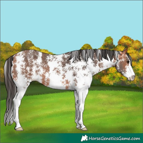 Horse Color:Bay Sabino