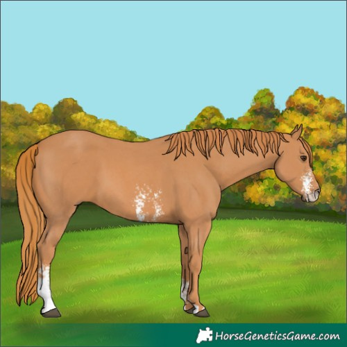 Horse Color:Chestnut Sabino 